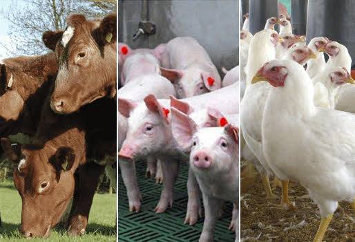 Prevalencia de toxoplasmosis en carne de bovino cruda, no consumir carne poco cocinada o cruda, parásito T. gondii, pruebas en planta de beneficio de Bogotá, estudio Universidad Nacional, técnica de PCR - cadena de la polimerasa, medidas de salud públicas, CONtexto Ganadero, noticias de ganadería colombiana.