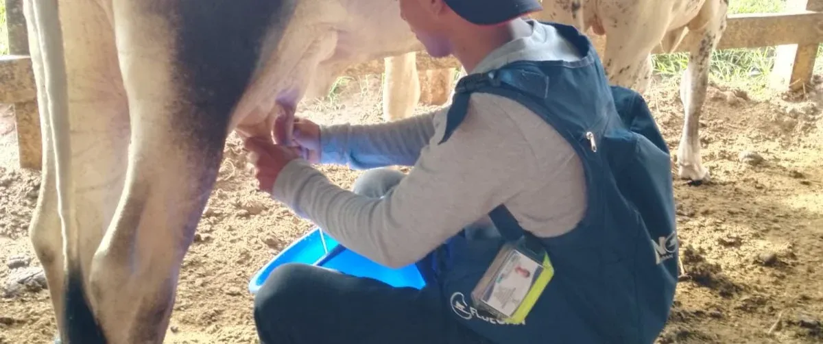 Cifra inédita en producción de leche