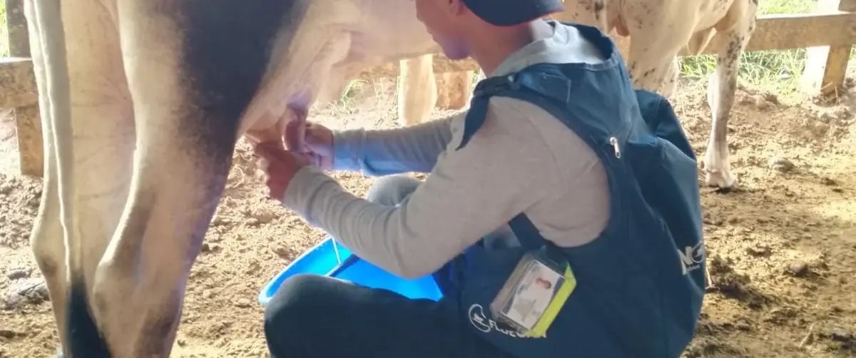 Cifra inédita en producción de leche