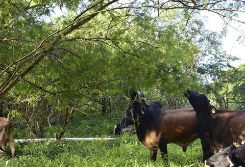 Ganadería, ganadería colombia, noticias ganaderas, noticias ganaderas colombia, CONtexto ganadero, árboles, arboles sistemas silvopastoriles, espcies nativas, especies nativas en Colombia, listado de especies nativas en Colombia, mango, matarratón, ceiba bruja, Totumo, Caracolí, igua amarillo, jobo, campano, gusanero, Algarrobo