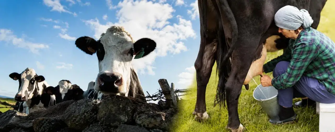 Producción de leche