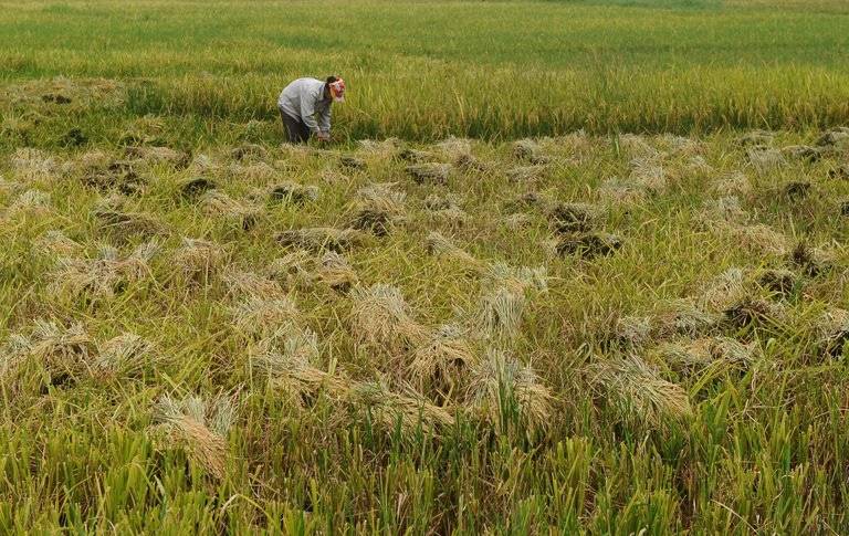 SECTOR agropecuario en méxico