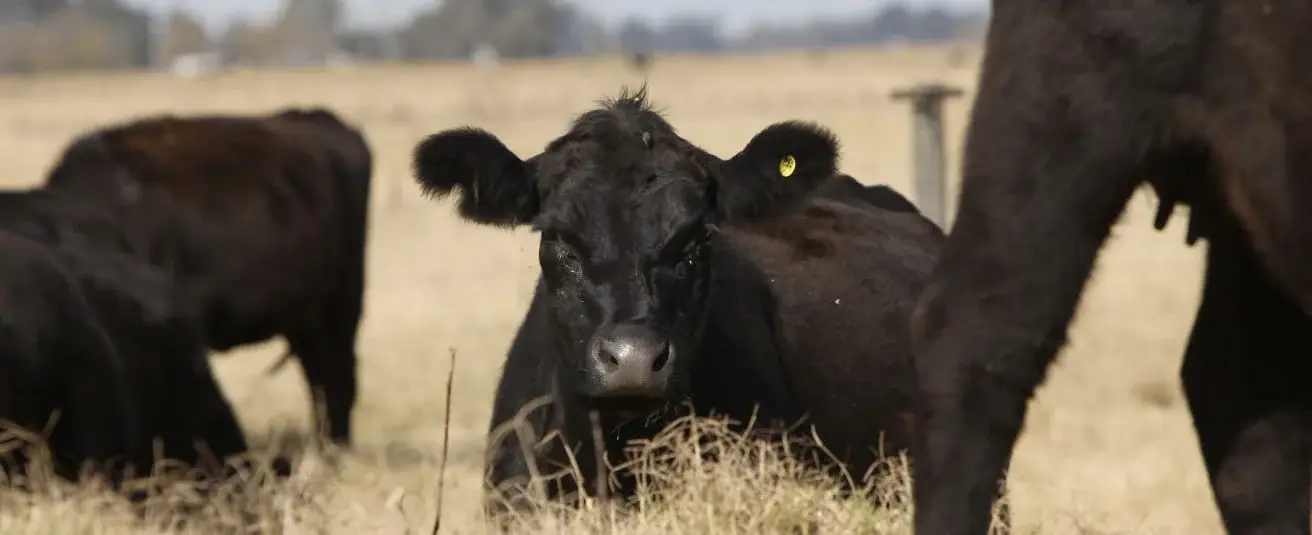 Measures to prevent heat stress in beef cattle and promote animal welfare