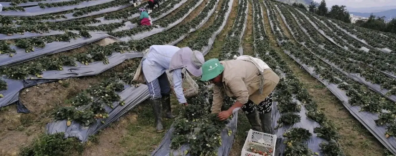 Fondos parafiscales son recursos de los productores y no del gobierno
