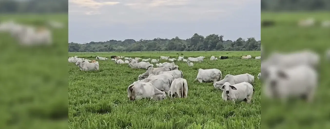 240-animales-20-hectareas