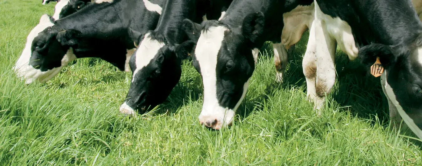 intoxicación con nitratos y nitritos en ganado