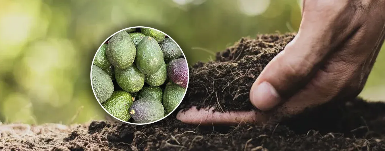 Cómo manejar y conservar el suelo para aguacate hass