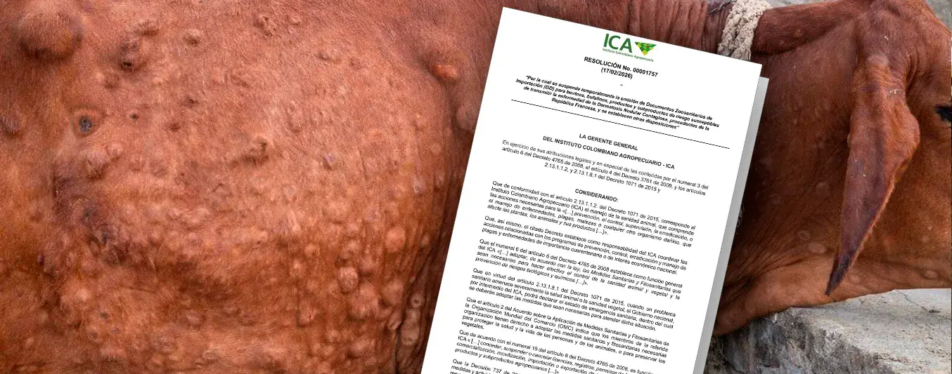 ICA saca resolución para prevenir la Dermatosis Nodular