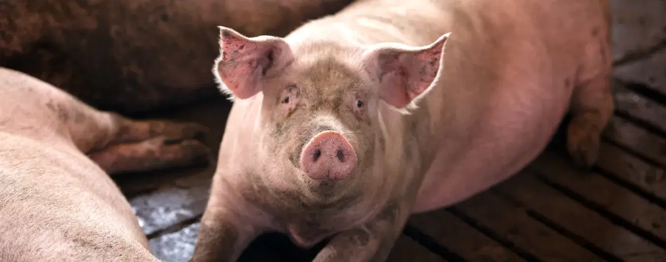 Científicos cultivan esófagos de cerdos en laboratorio