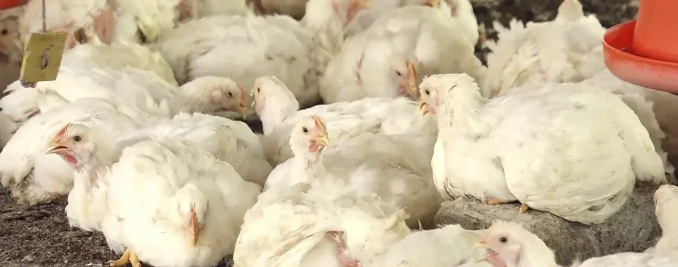 Exportar pollo a Japón por primera vez