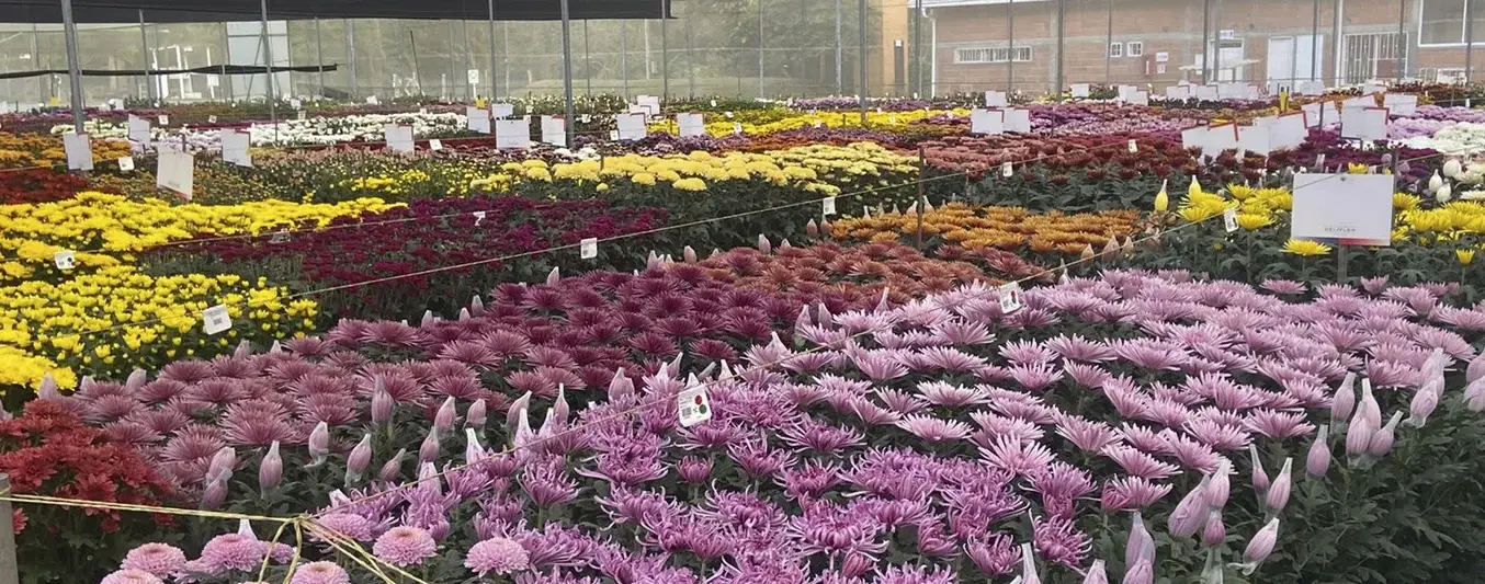 Mercado de las flores de Colombia depende de EEUU
