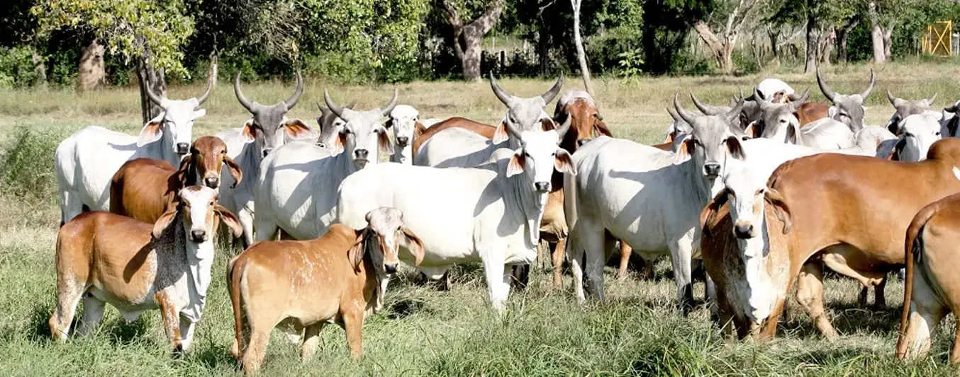ganado-clima-calido