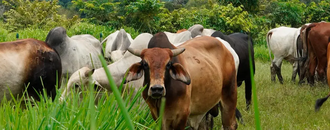 Precio del ganado reportado por las subastas ganaderas a nivel nacional