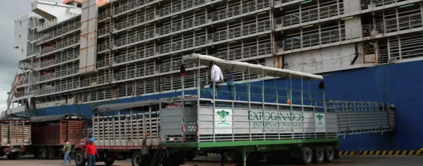 Exportacion de ganado bovino