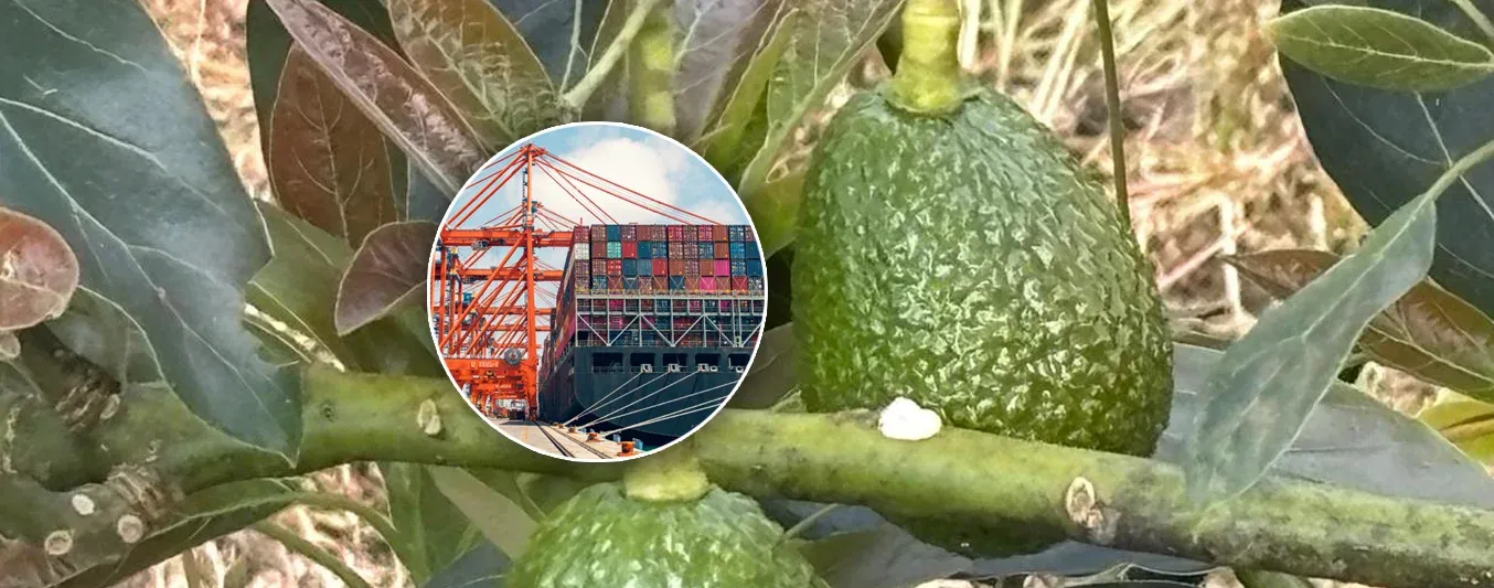 Exportaciones de aguacate hass