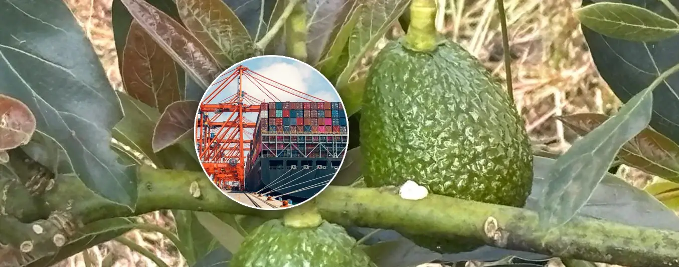Exportaciones de aguacate hass