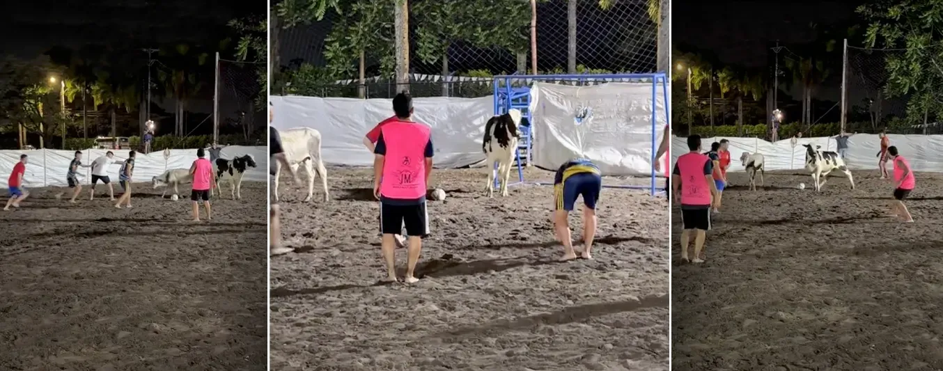 un español en Colombia jugando fútbol junto a vacas