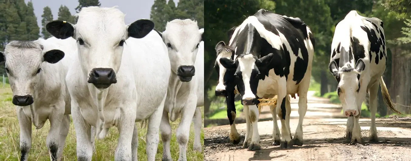 Raza bon y holstein