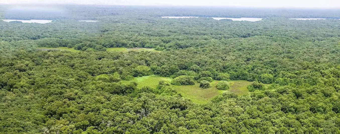 Caquetá devolverá hasta un millón de hectáreas a bosques de la ganadería bovina