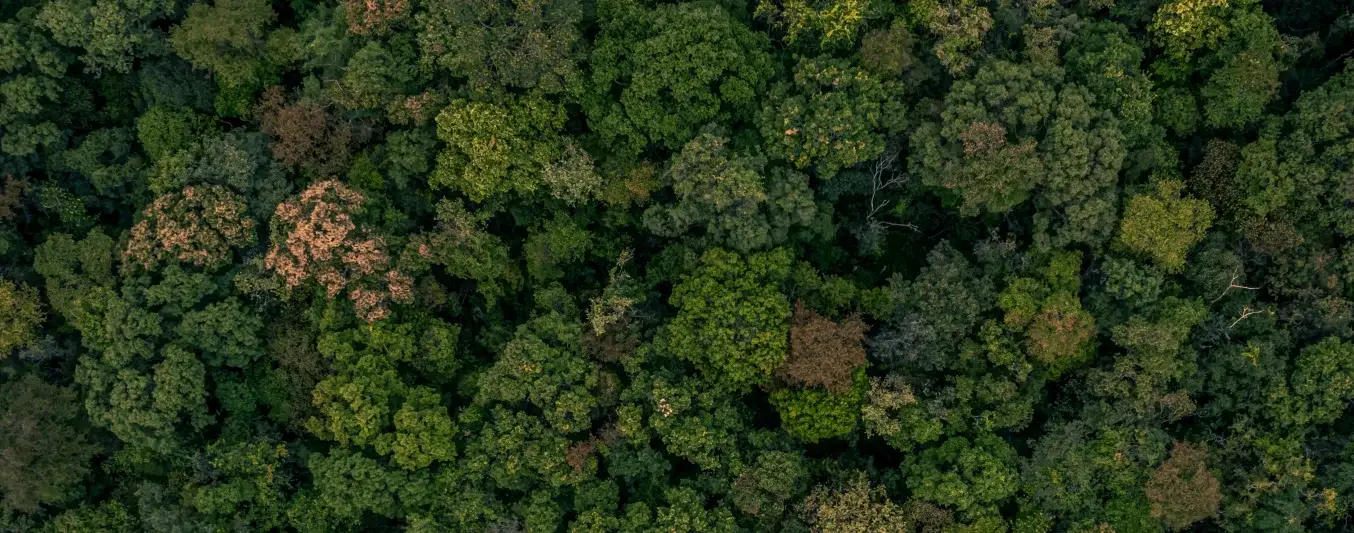 acuerdos-libres-deforestacion