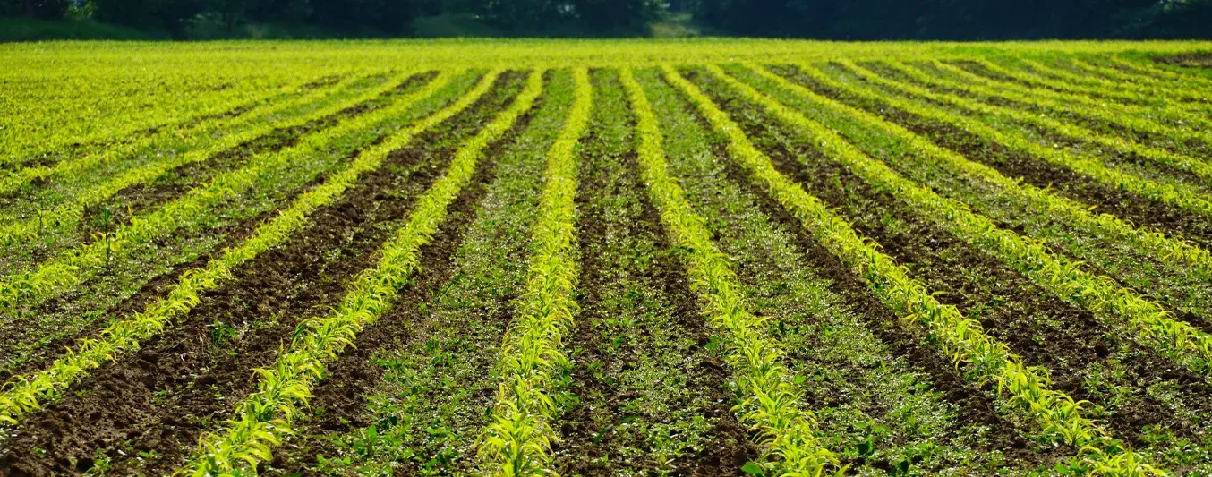 Científicos logran que cultivos vivan sin fertilizantes