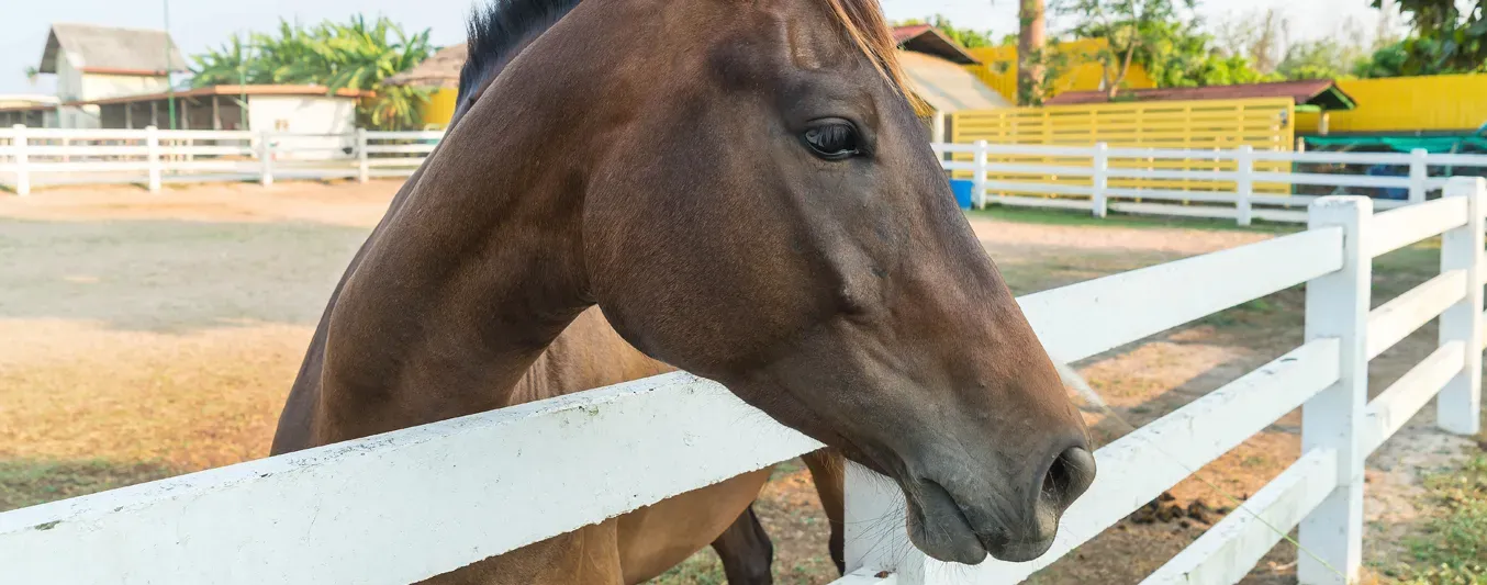 Los caballos hablan con dos tonos distintos, según estudio
