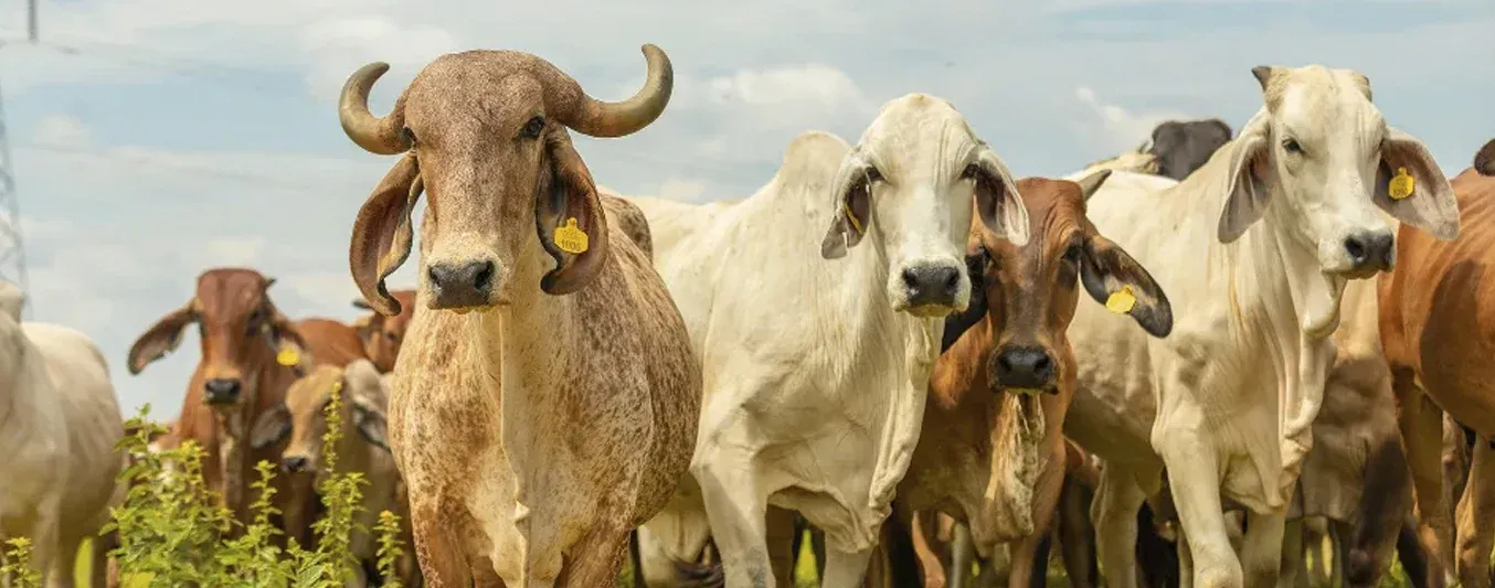 Predicción de precios del ganado para enero