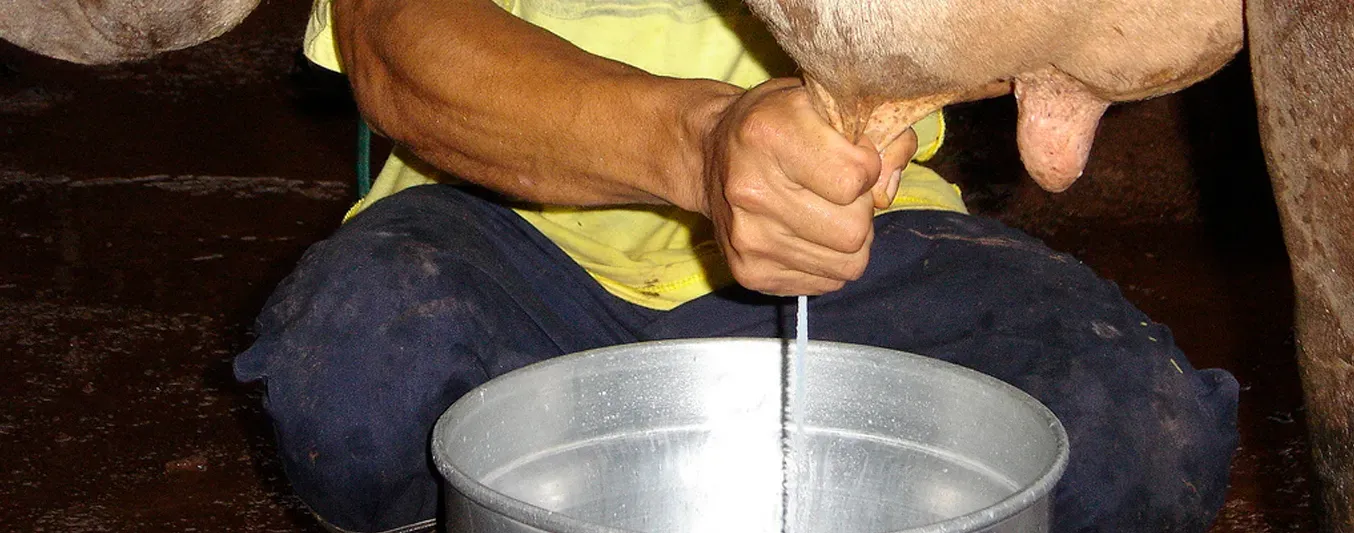 Precio de leche en Arauca continua en picada