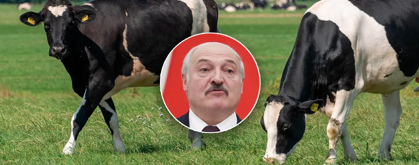 En Biolurrusia, el presidente advierte sobre la muerte masiva de bovinos.