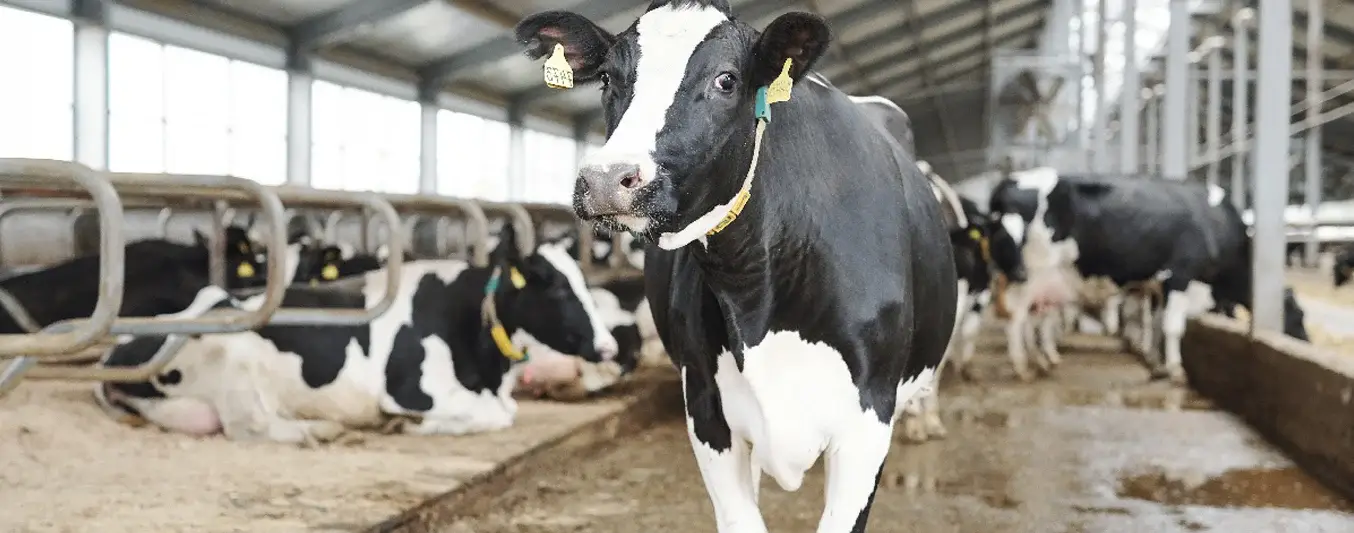 negocios-derivados-ganaderia-bovina