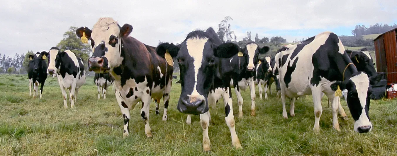 Así es arrancar un proyecto de lechería