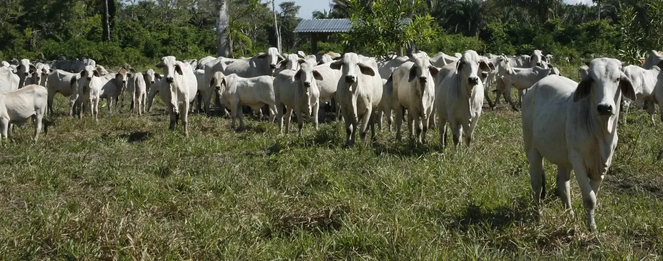 Selección de ganado con tolerancia al calor es una estrategia de producción
