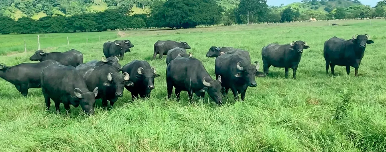 Robo de búfalos en Magdalena
