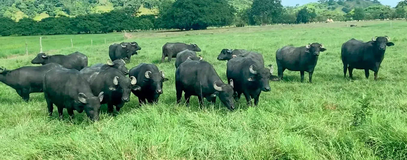 Robo de búfalos en Magdalena