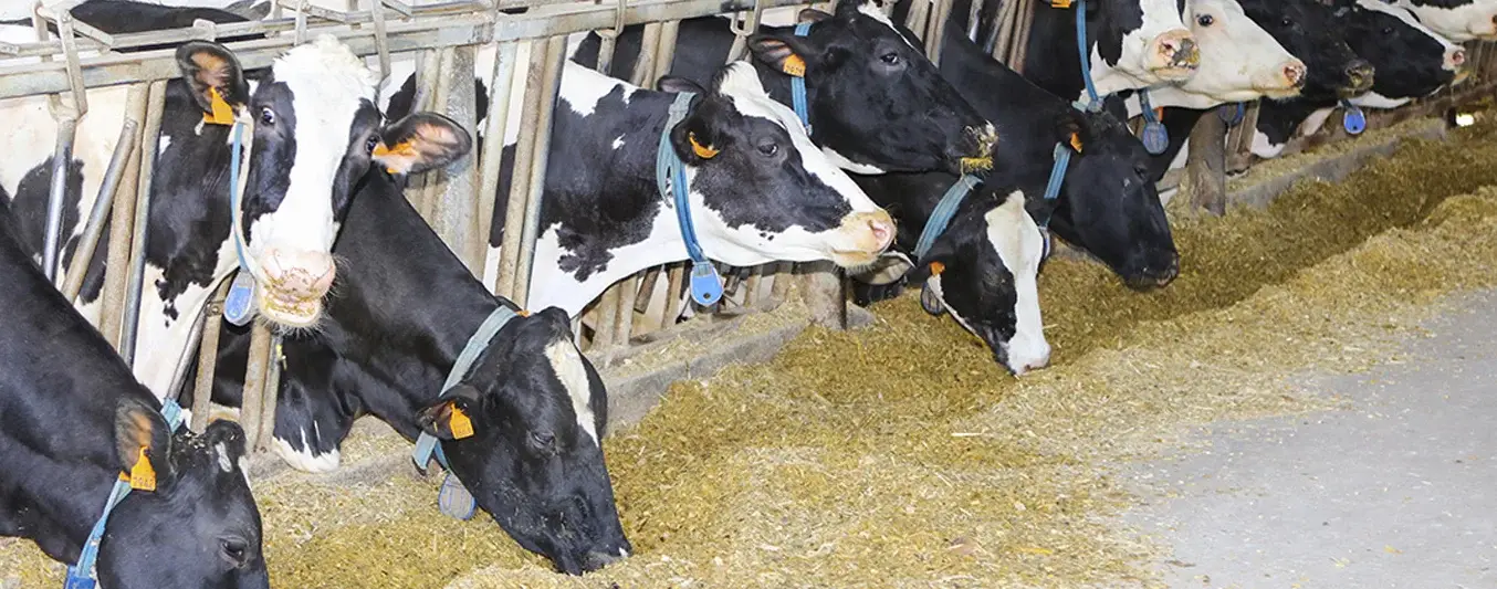 Aditivo lograria reducir 30% la emisión de metano de vacas lecheras