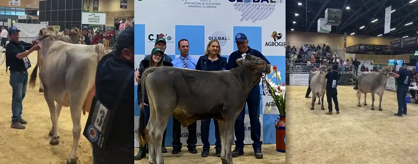 hato jersey de mayor producción en Colombia