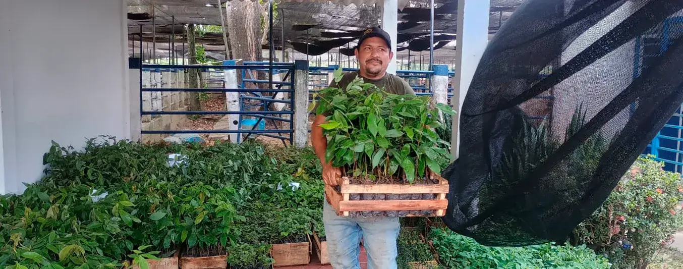 Ganaderos mejorarán competitividad: reciben 19.000 árboles para reforzar sostenibilidad en sus predios