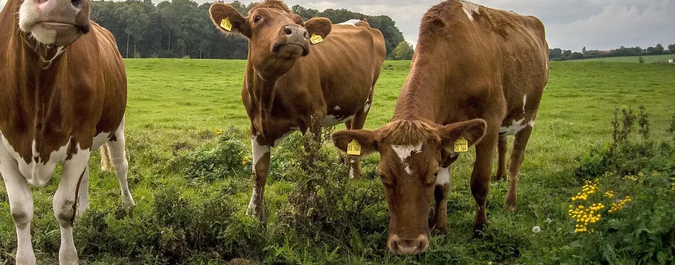 El lenguaje de las vacas es multimodal y sensorial