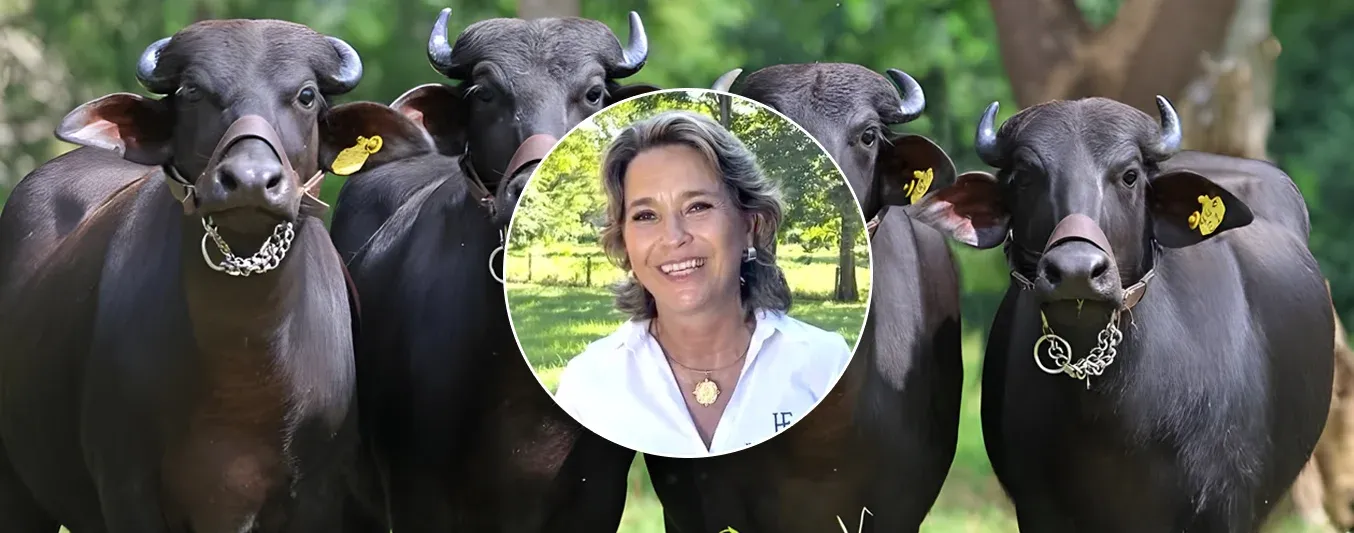 Una historia llena de búfalos