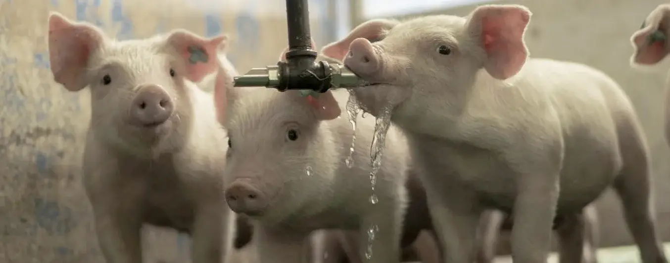 Salvaguardar la producción porcícola nacional