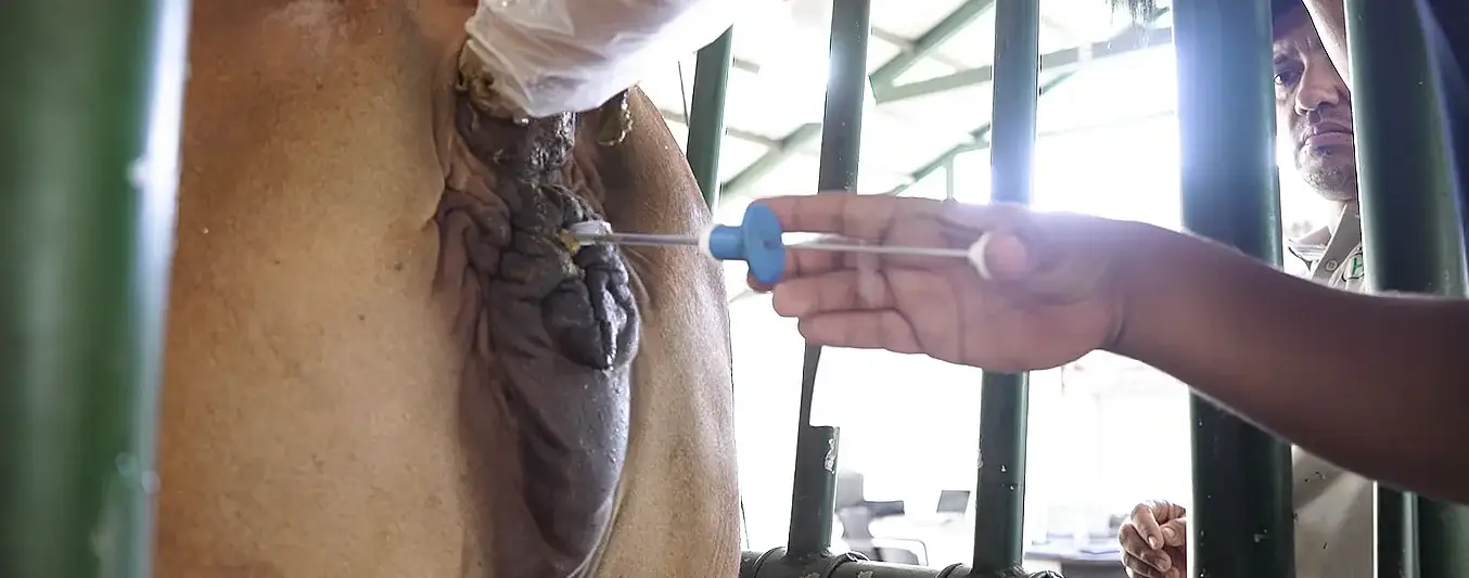 Manual Práctico Ganadero - Inseminación artificial e IATF