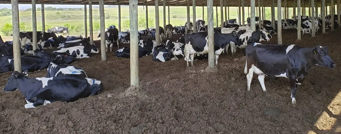 Sistema de cama caliente para estabulación de bovinos