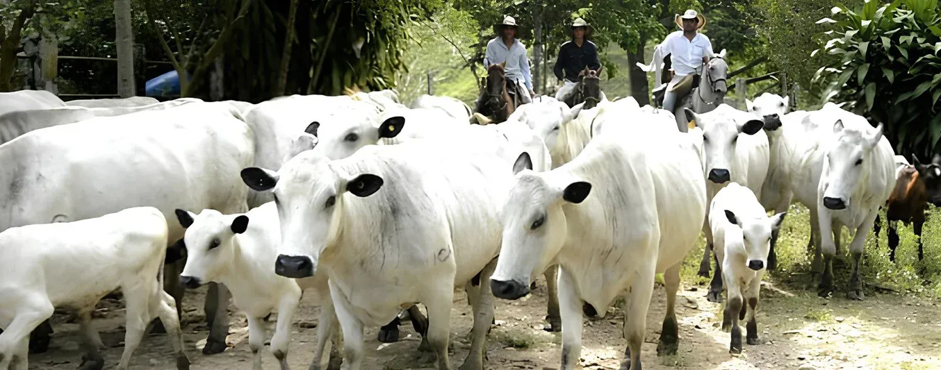 Biotipo animal para ganaderos primerizos