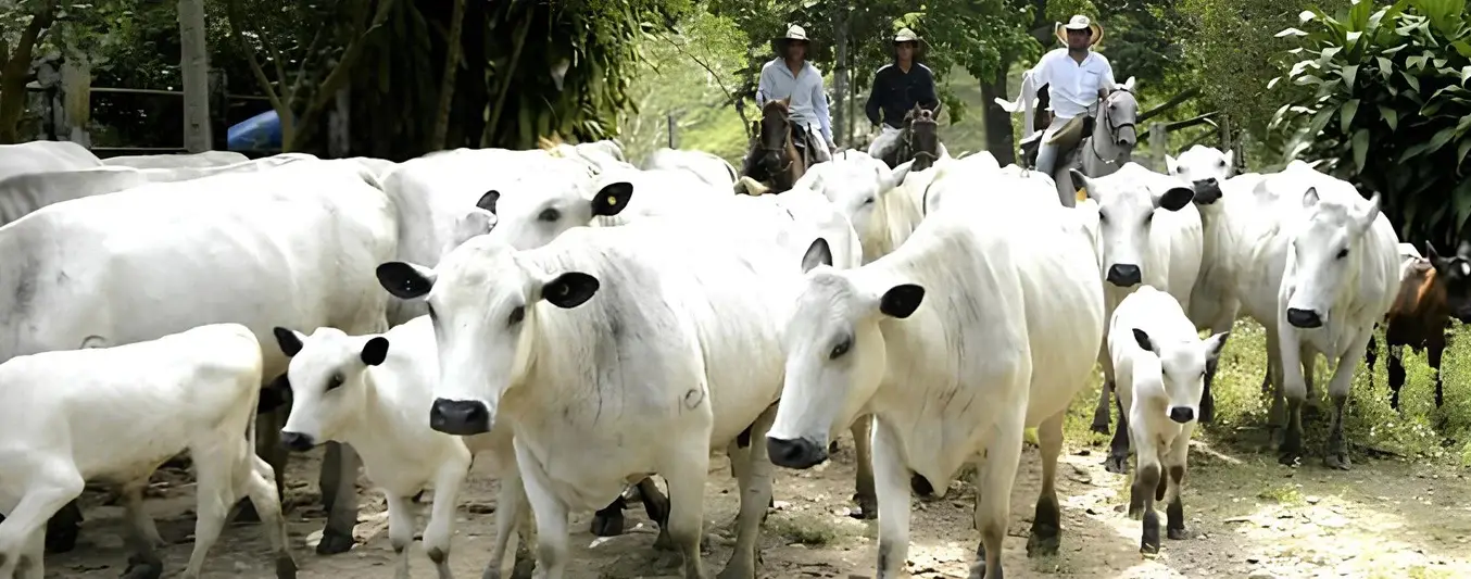 Biotipo animal para ganaderos primerizos