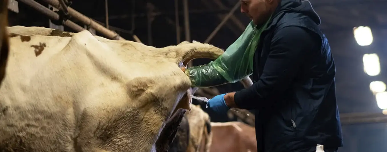 Capacitarse en inseminación artificial
