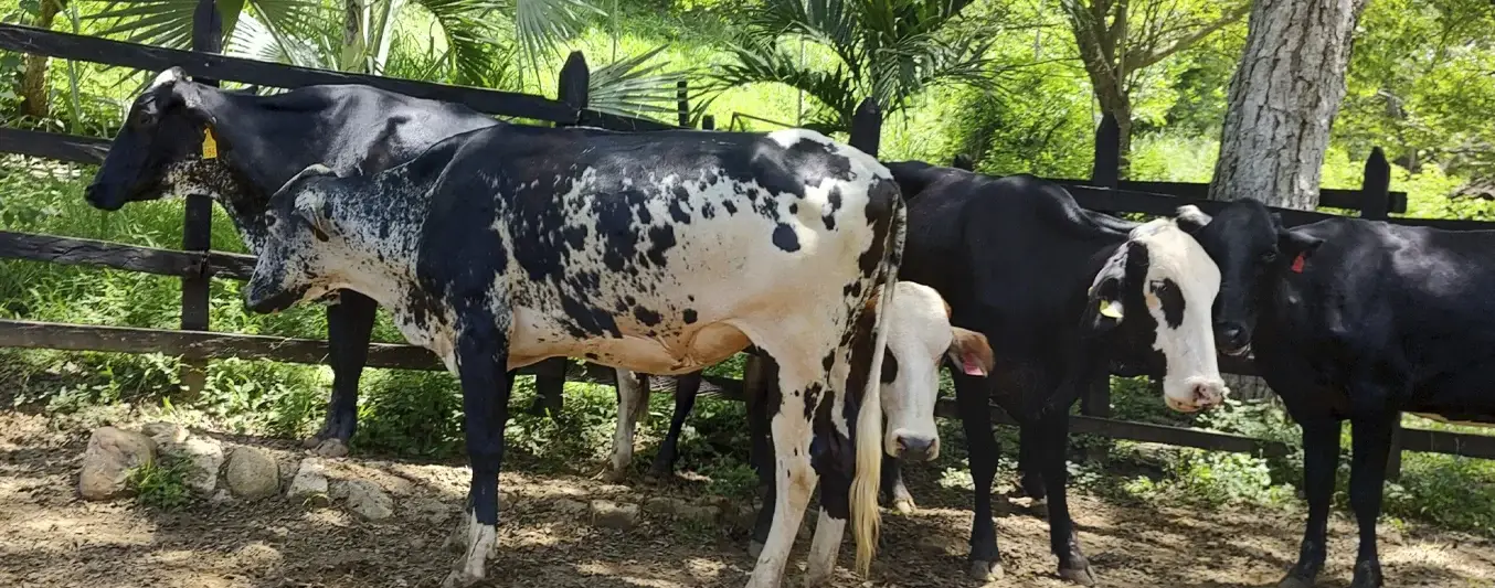 Ganado lechero tropico bajo