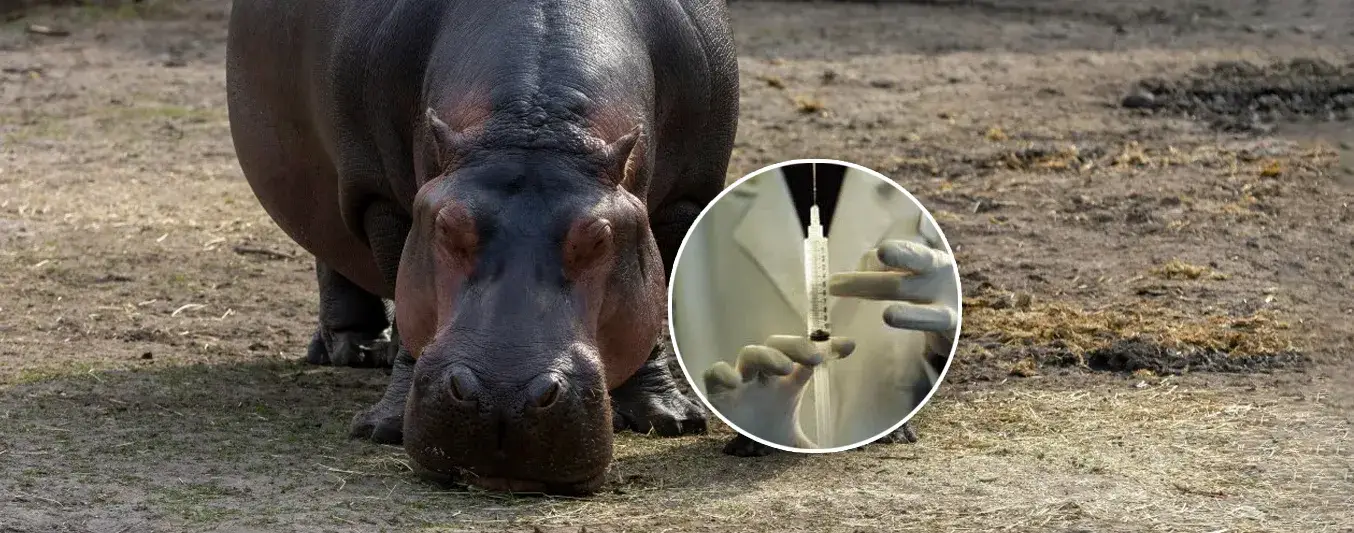 eutanasia a los hipopotamos aprobada por el gobierno