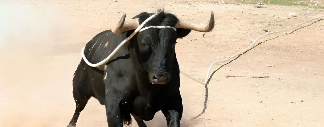 ¿Cómo es intentar atrapar un toro con un lazo?