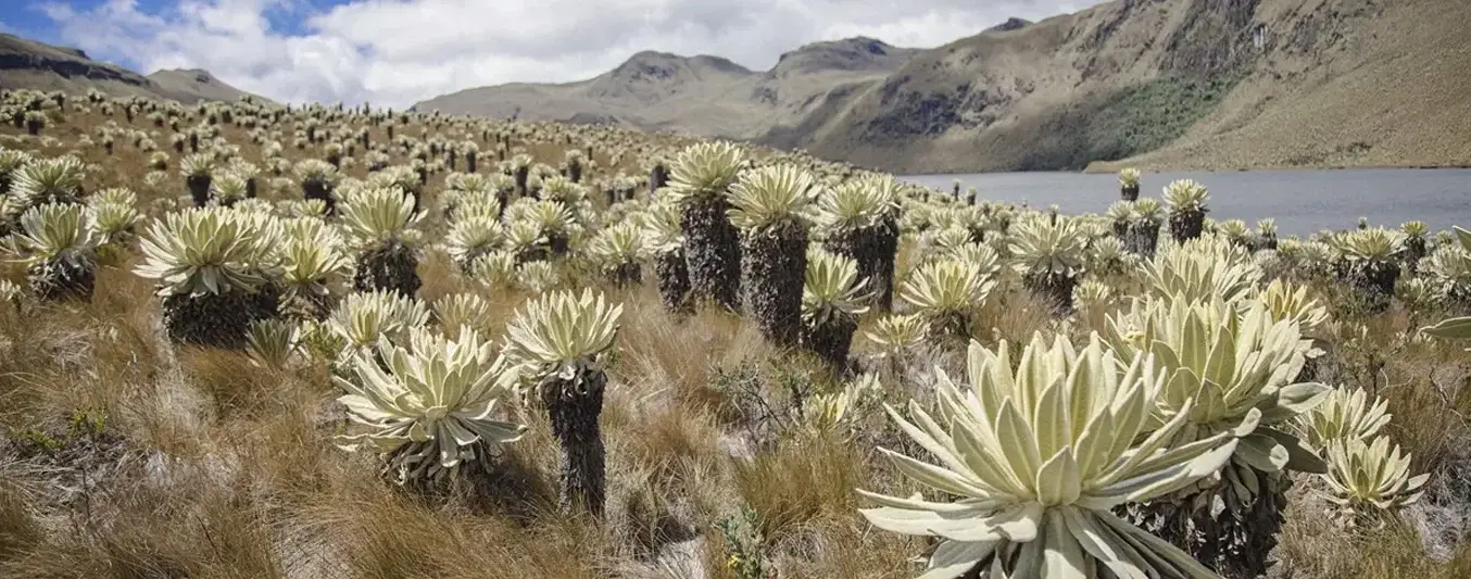 edegán-FNG le apuesta a apoyar la reconversión productiva en zona de páramo