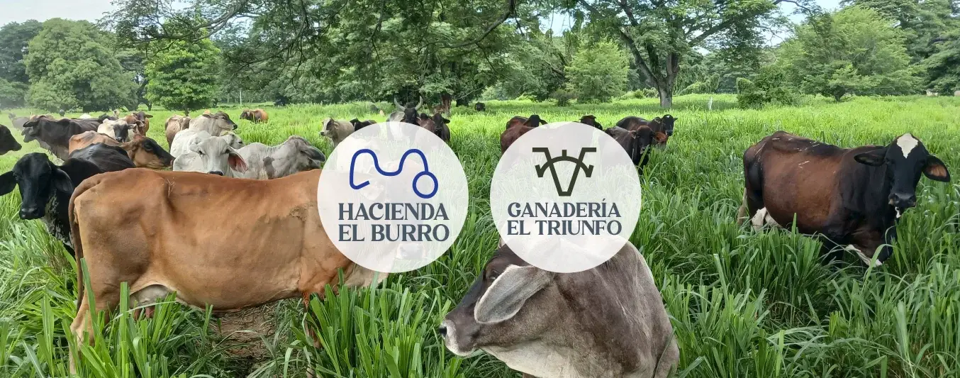 Haciendas El Burro y Ganadería El Triunfo